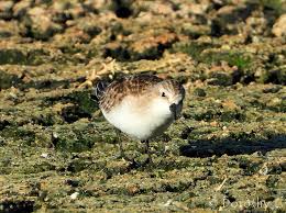 Image result for Calidris ruficollis
