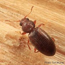 Attēlu rezultāti vaicājumam “Latridiidae”