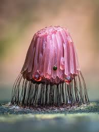 Attēlu rezultāti vaicājumam “Physarum psittacinum”