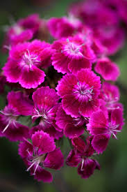 Attēlu rezultāti vaicājumam “Dianthus arenarius bud”