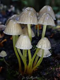 Attēlu rezultāti vaicājumam “Mycena viscosa”