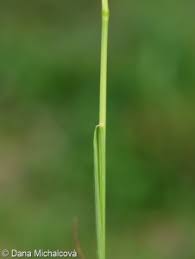 Attēlu rezultāti vaicājumam “Poa angustifolia”