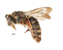 Attēlu rezultāti vaicājumam “Dianema nivale macro”