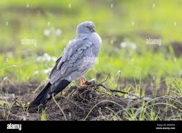 Attēlu rezultāti vaicājumam “Circus pygargus adult”