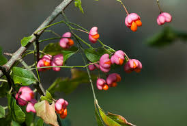 Attēlu rezultāti vaicājumam “Hordelymus europaeus fruit”