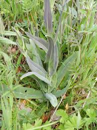 Attēlu rezultāti vaicājumam “Arabis glabra leaf”