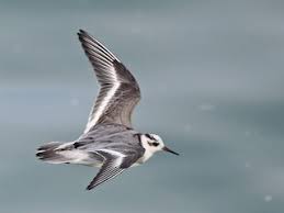 Attēlu rezultāti vaicājumam “Phalaropus fulicarius adult”