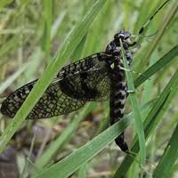 Attēlu rezultāti vaicājumam “Siphlonurus male”