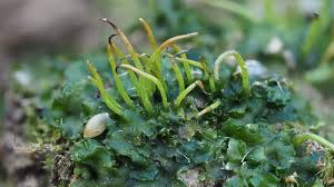 Attēlu rezultāti vaicājumam “Harpanthus scutatus”