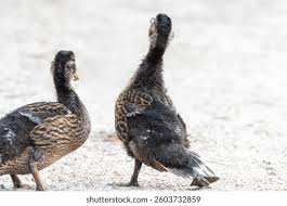 Attēlu rezultāti vaicājumam “Anas platyrhynchos juvenile”