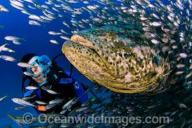 Image result for Epinephelus itajara