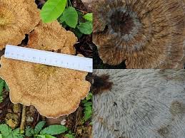 Attēlu rezultāti vaicājumam “Lentaria sp.”