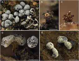Attēlu rezultāti vaicājumam “Collaria rubens spores”