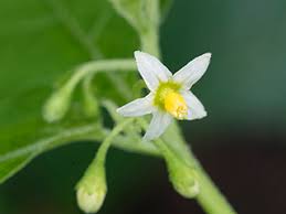 Attēlu rezultāti vaicājumam “Solanum nigrum flower”