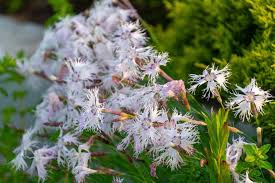 Attēlu rezultāti vaicājumam “Dianthus arenarius flower”