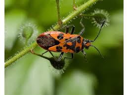 Attēlu rezultāti vaicājumam “Corizus hyoscyami imago”