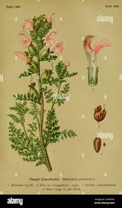 Attēlu rezultāti vaicājumam “Pedicularis palustris flower”