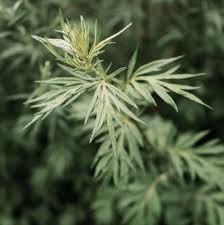 Attēlu rezultāti vaicājumam “Artemisia vulgaris leaf”