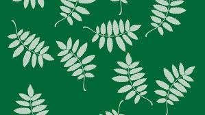 Attēlu rezultāti vaicājumam “Gleditsia triacanthos leaf”