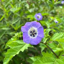 Attēlu rezultāti vaicājumam “Nicandra physalodes”