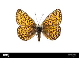 Attēlu rezultāti vaicājumam “Clossiana selene upperside”