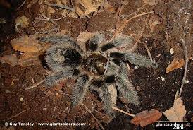 Znalezione obrazy dla zapytania Grammostola grossa