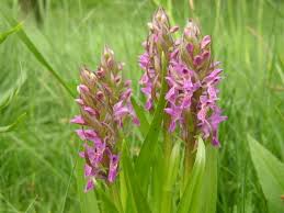 Attēlu rezultāti vaicājumam “Dactylorhiza incarnata leaf”