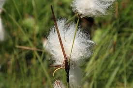 Attēlu rezultāti vaicājumam “Eriophorum latifolium flower”