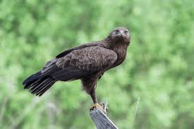 Attēlu rezultāti vaicājumam “Aquila pomarina”