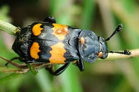 Attēlu rezultāti vaicājumam “Nicrophorus vespilloides”