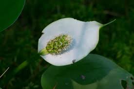 Attēlu rezultāti vaicājumam “Calla palustris flower”