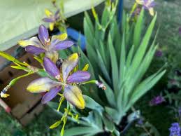 Image result for Pardancanda norrisii