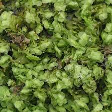 Attēlu rezultāti vaicājumam “Scapania nemorea”