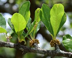 Attēlu rezultāti vaicājumam “Lycogala botrydium sessile”