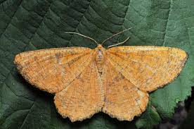 Attēlu rezultāti vaicājumam “Angerona prunaria”