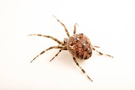 Attēlu rezultāti vaicājumam “Araneus diadematus”