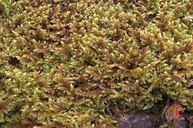 Attēlu rezultāti vaicājumam “Hypnum jutlandicum”