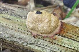 Attēlu rezultāti vaicājumam “Fuligo luteonitens”