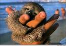 SLOTH | awesome-