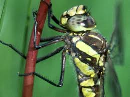 Attēlu rezultāti vaicājumam “Aeshna juncea male”
