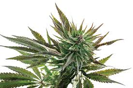 Attēlu rezultāti vaicājumam “Cannabis sativa”