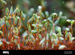 Attēlu rezultāti vaicājumam “Funaria hygrometrica sporophyte”