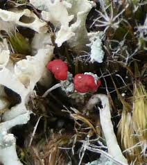 Attēlu rezultāti vaicājumam “Cladonia floerkeana”