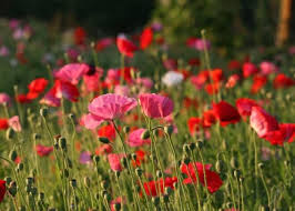 Attēlu rezultāti vaicājumam “Papaveraceae”