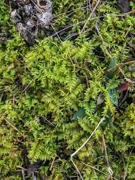 Attēlu rezultāti vaicājumam “Thuidium assimile”