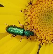 Attēlu rezultāti vaicājumam “Dasytidae”