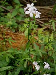 Attēlu rezultāti vaicājumam “Cardamine bulbifera leaf”