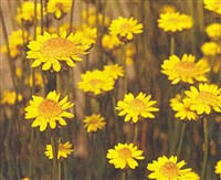 Image result for Helichrysum subulifolium