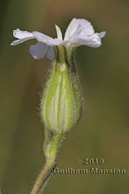 Attēlu rezultāti vaicājumam “Silene latifolia subsp. alba”