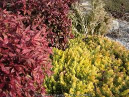 Attēlu rezultāti vaicājumam “Sedum rupestre”